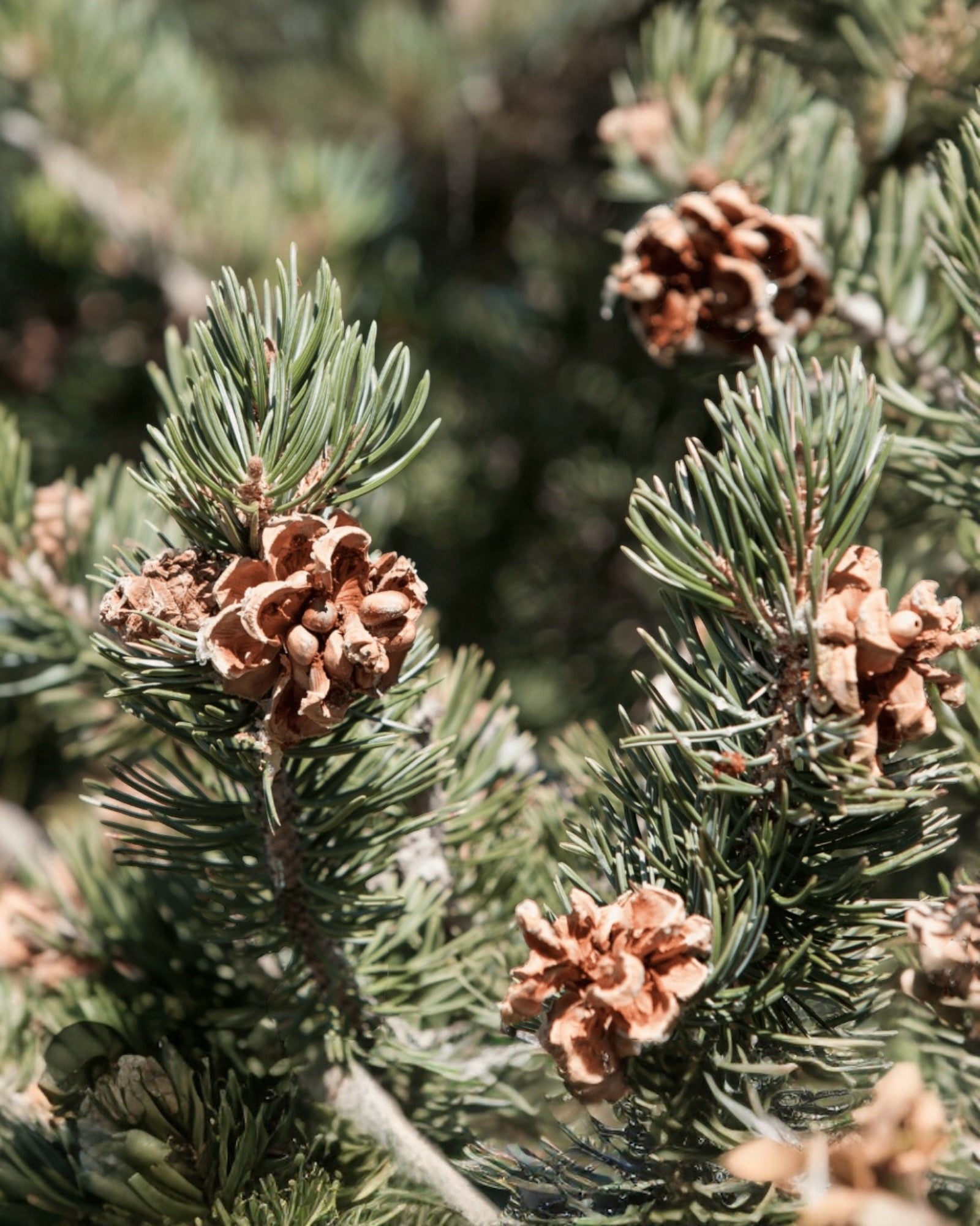GRANDMA ELEANOR'S Piñon Medium Roast, Ground